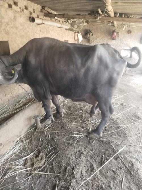 થંબનેલ 2