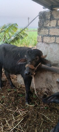 थंबनेल 2