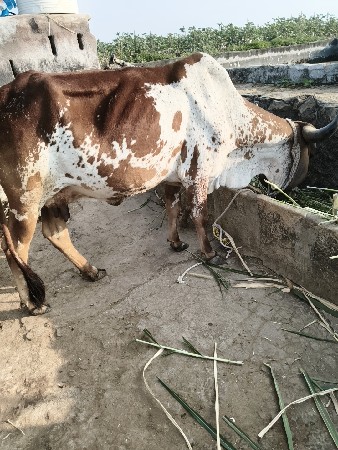 થંબનેલ 1