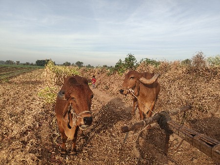 દેશી બળદ વેચવા ના છે