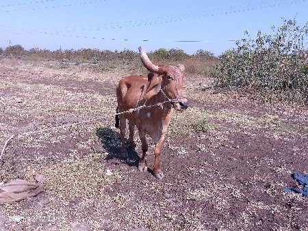 ₹30,000 કિંમત