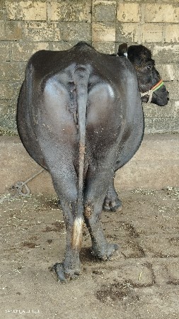 વીસ દિવસની કાચી