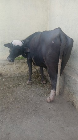 3 3 લિટર દૂઘ આવે છે