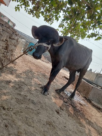 પાડો વેચવાનો છે