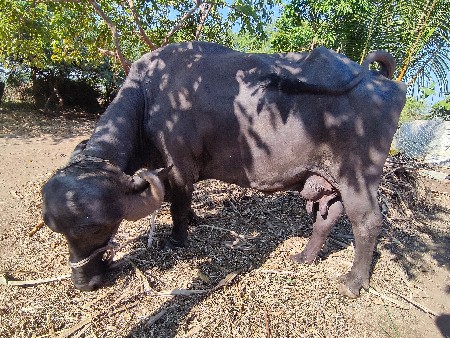 થંબનેલ 3