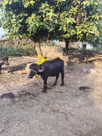 વેસવાનો