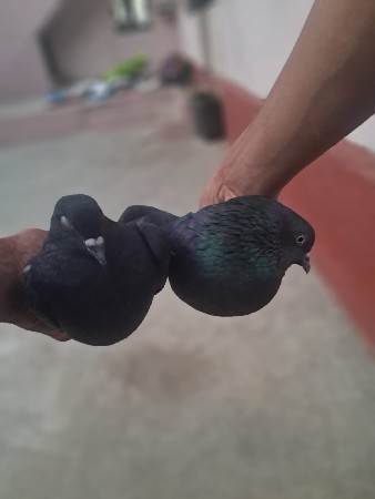 थंबनेल 3