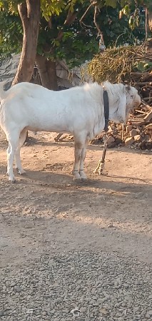 ગુલાબી  સોજત