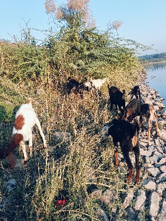 નવું બોકડા વેચવાના છે