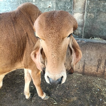 थंबनेल 2