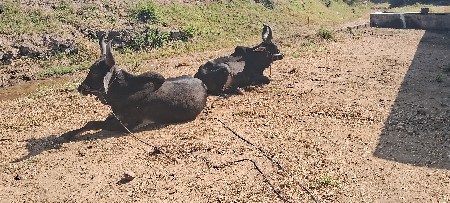 ગોઢલા વેચવા  ના છે