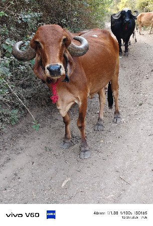 थंबनेल 2