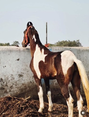 થંબનેલ 2