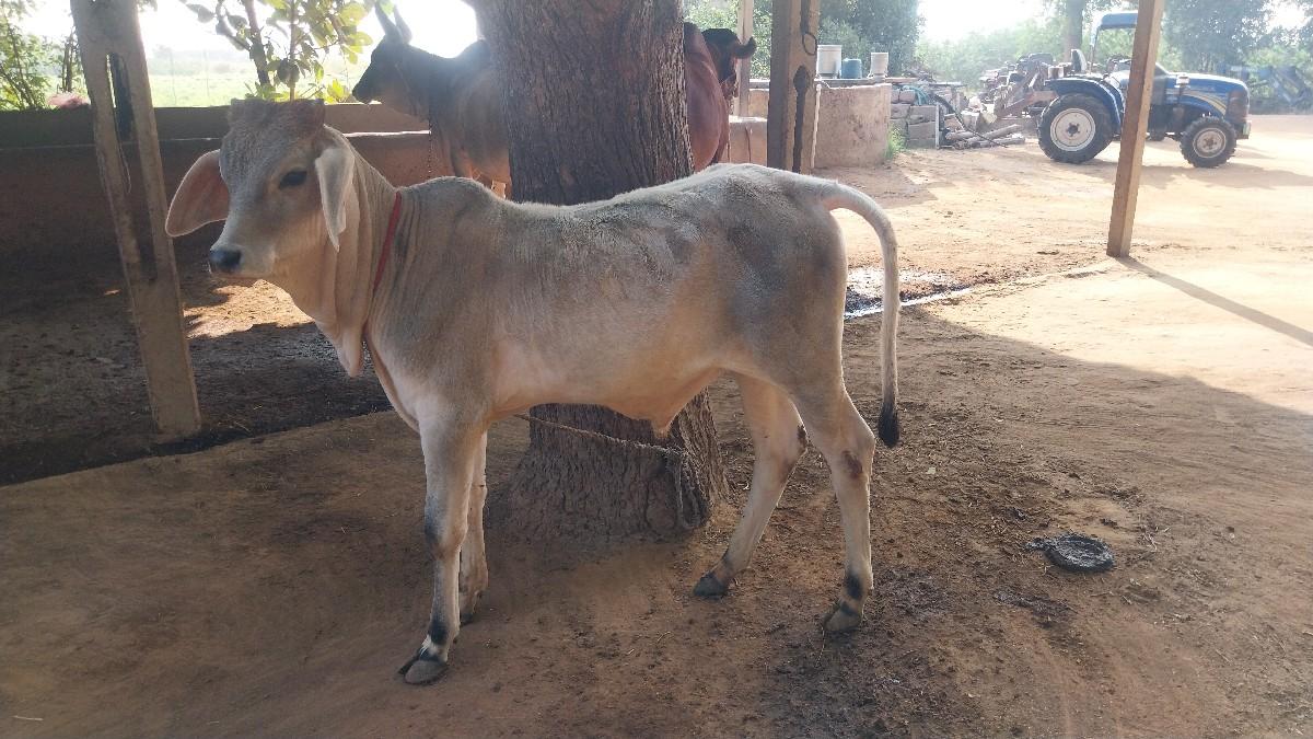 थंबनेल 2