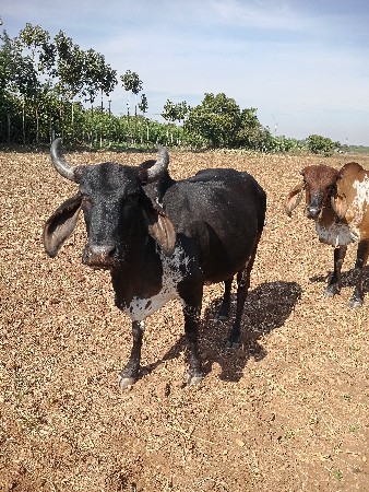 ગાય વેચવા ની છે