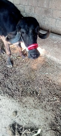 ખડેલી 3 વરસ ની છે