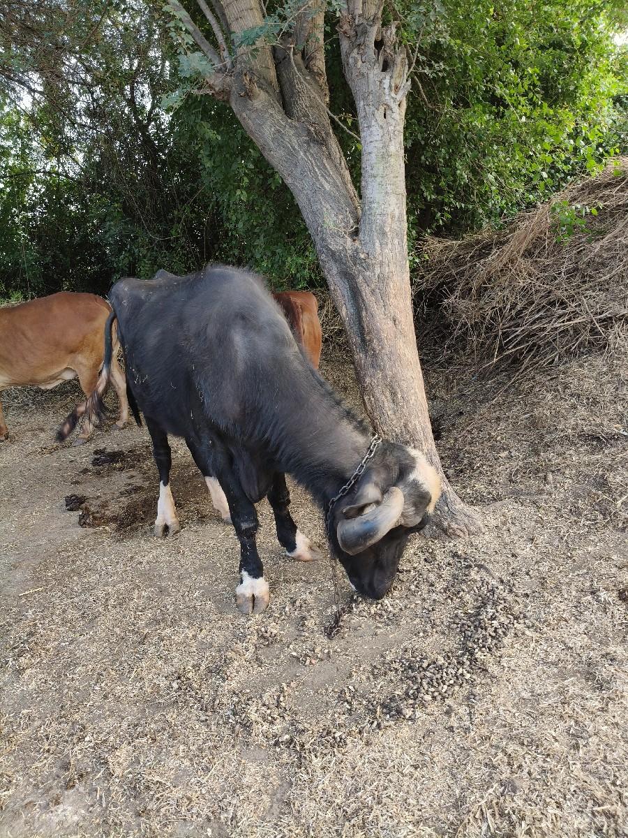 थंबनेल 2