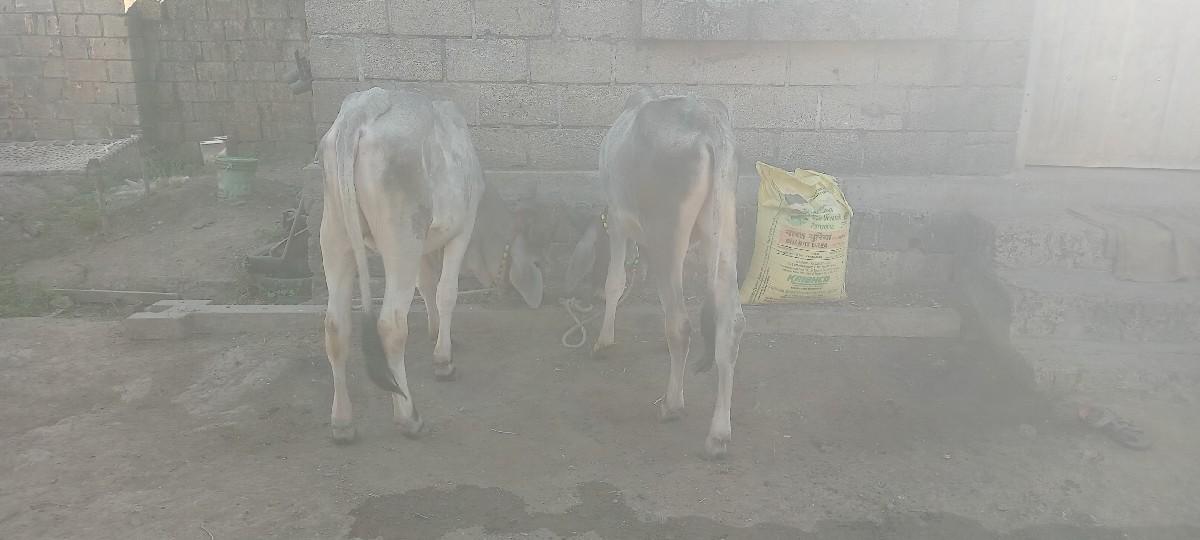 थंबनेल 1