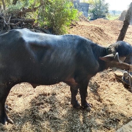 પાડો વેચવાનો છે