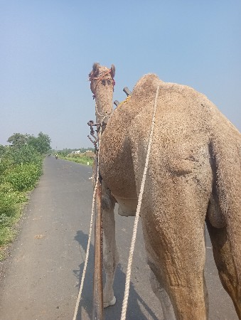 થંબનેલ 3