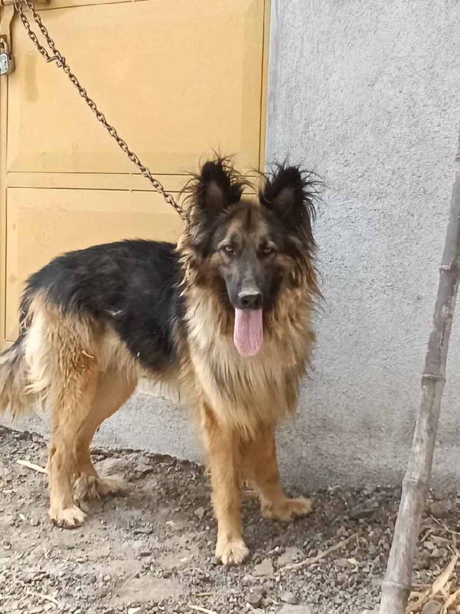 German Shepherd mail