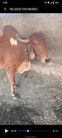 ગીર ગાય વેચવાની છે