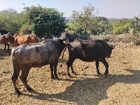 थंबनेल 3