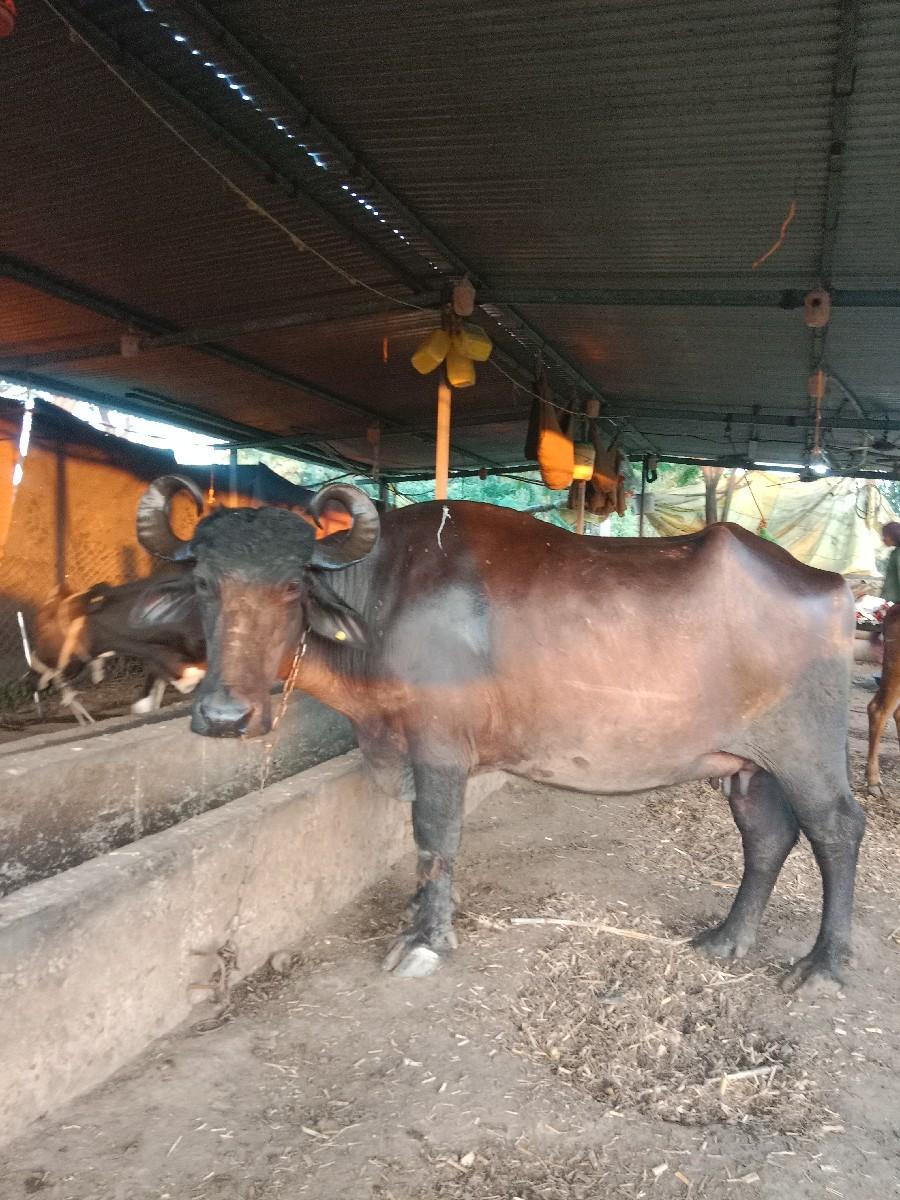 થંબનેલ 2