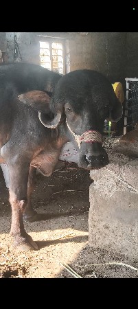 જાફરાબાદી ખડાય