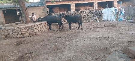 थंबनेल 3