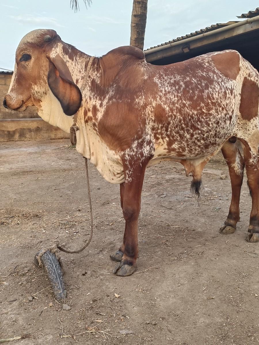 થંબનેલ 3