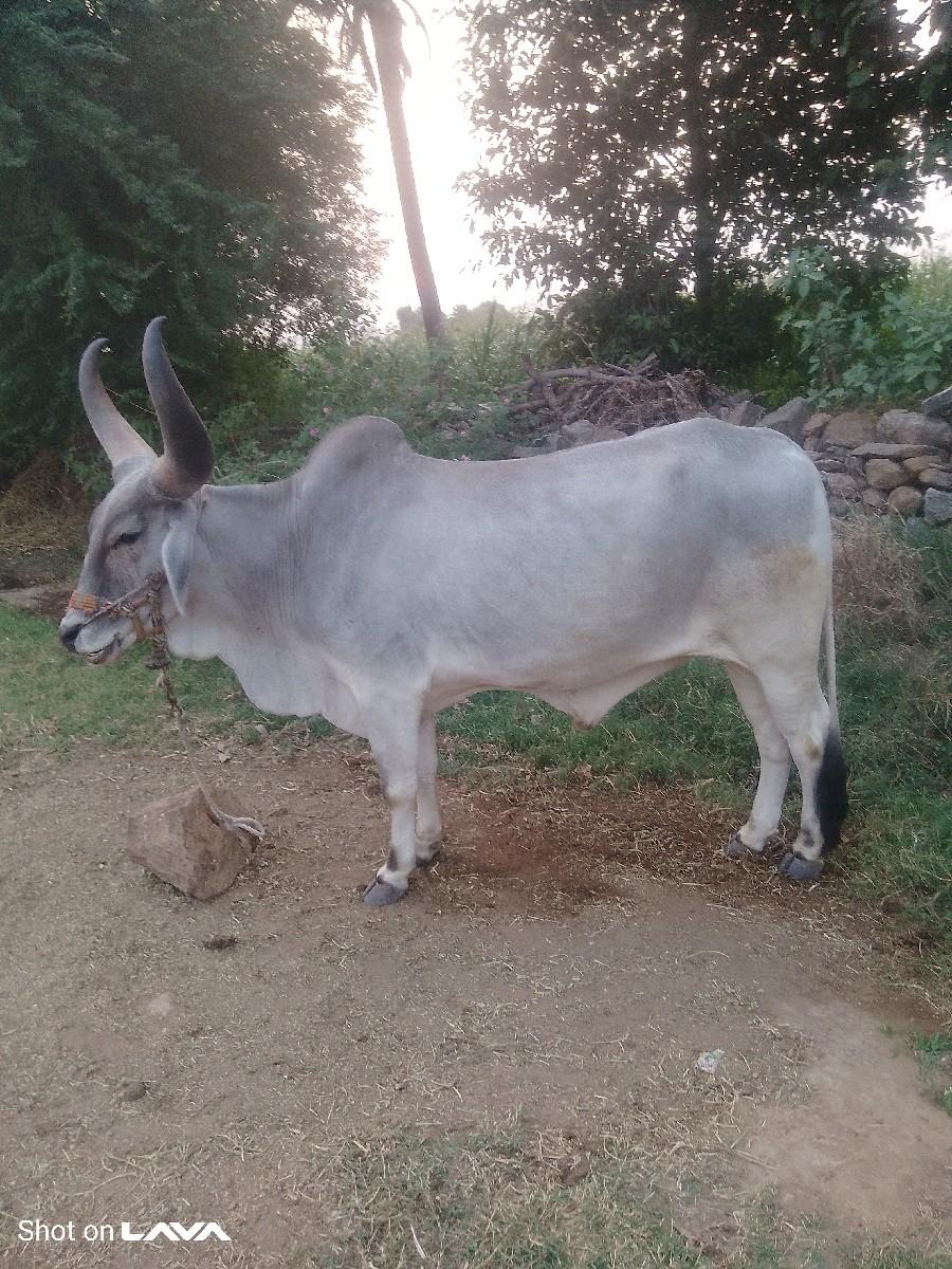 થંબનેલ 2