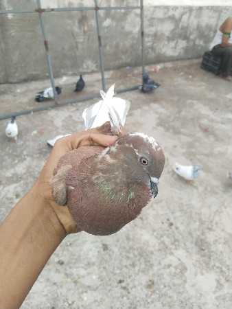 kabutar vechvanu che