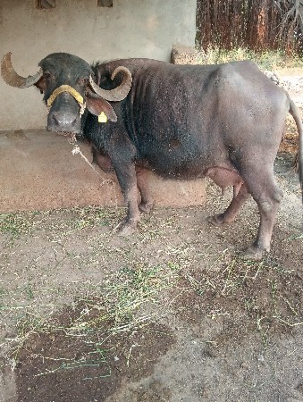 ભેંશ વેંચવા ની છે