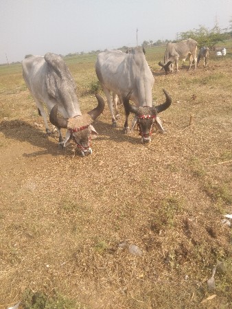 થંબનેલ 3