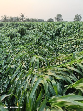 11 વીધા જમીન વેચવાની છે 
9999