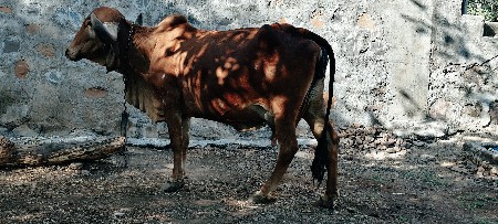 દેશી ગાય વેચવાની છે