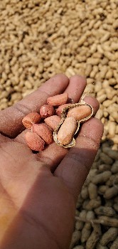 22 નંબર  માંડવી  વેચવાની છે