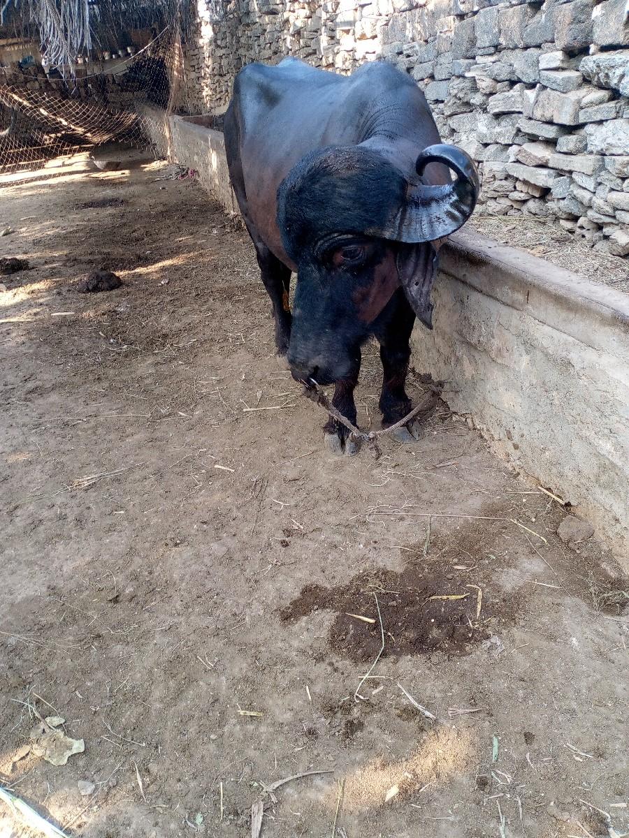 थंबनेल 1