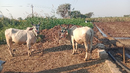 थंबनेल 3