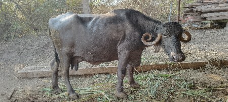 थंबनेल 3