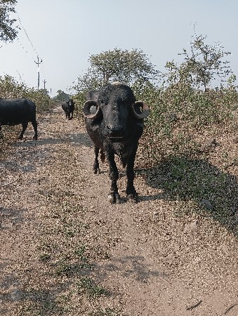 થંબનેલ 3