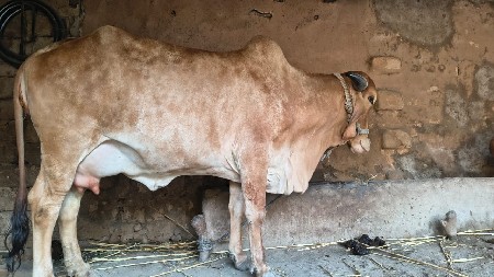 ગિર ગાય  વેસવા  ની છે