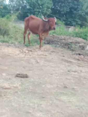 બકરીછાટેકવાનોછે