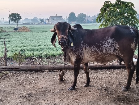 थंबनेल 3