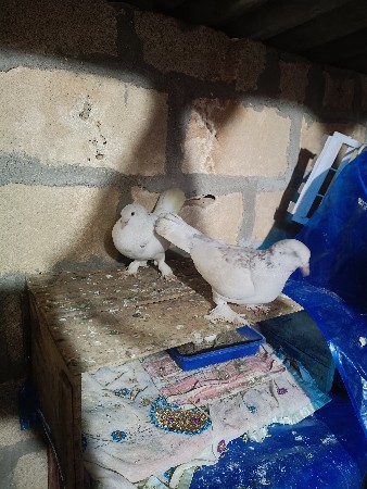 थंबनेल 3