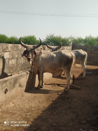 थंबनेल 2