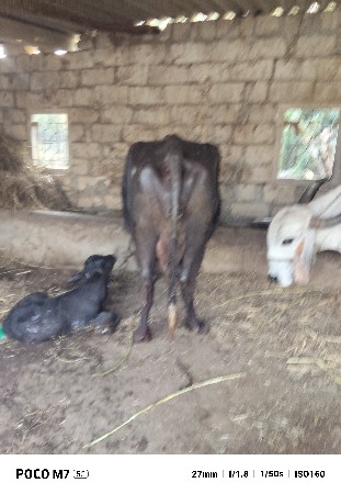 vesvani se 2 vetar vyani