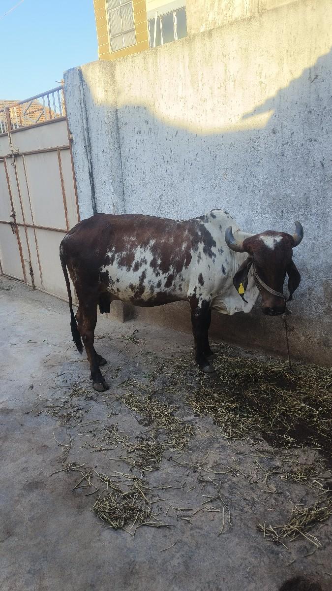 ગાય વેચવાની છે