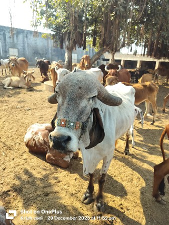 થંબનેલ 3